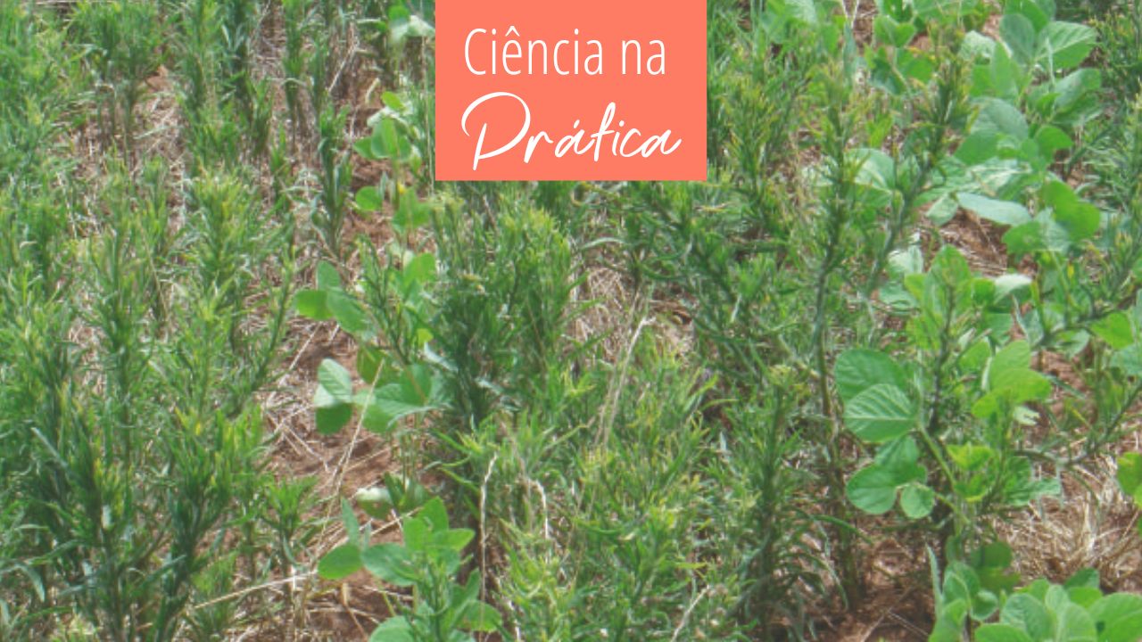 Diversidade e uniformidade de populações de plantas daninhas em diferentes sistemas de manejo do solo